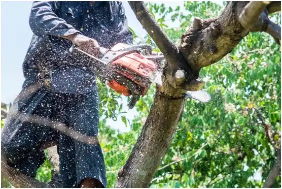 tree services Ware Shoals